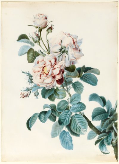 Rosa damascena de C. M. Bucher